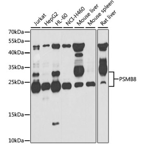 PSMB8 Rabbit pAb