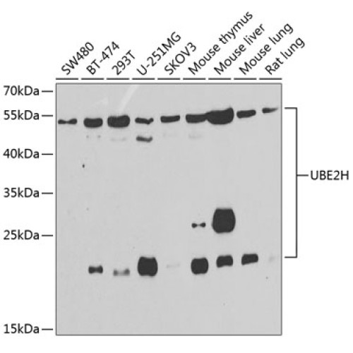 UBE2H Rabbit pAb
