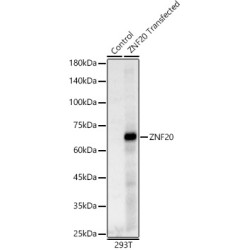 ZNF20 Rabbit pAb