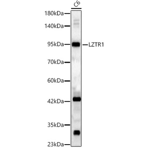 LZTR1 Rabbit pAb