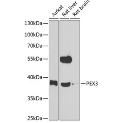 PEX3 Rabbit pAb
