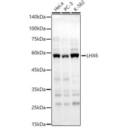 LHX6 Rabbit pAb