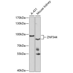 ZNF544 Rabbit pAb