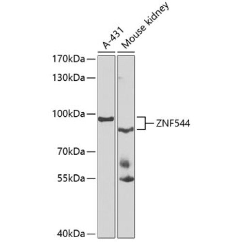 ZNF544 Rabbit pAb