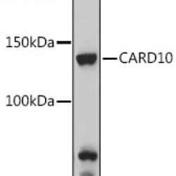 CARD10 Rabbit pAb