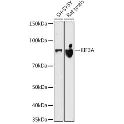 KIF3A Rabbit mAb