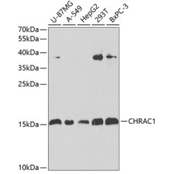 CHRAC1 Rabbit pAb