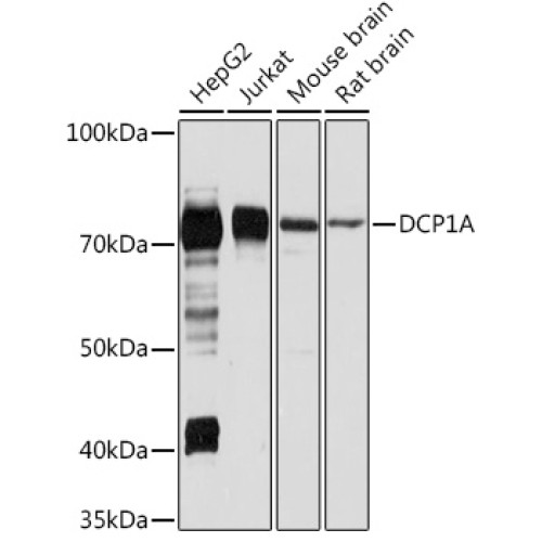 DCP1A Rabbit pAb