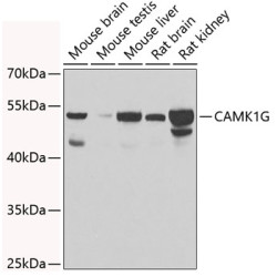 CAMK1G Rabbit pAb