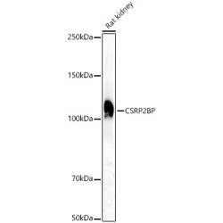 CSRP2BP Rabbit pAb