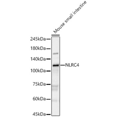 NLRC4 Rabbit pAb