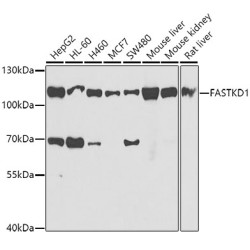 FASTKD1 Rabbit pAb