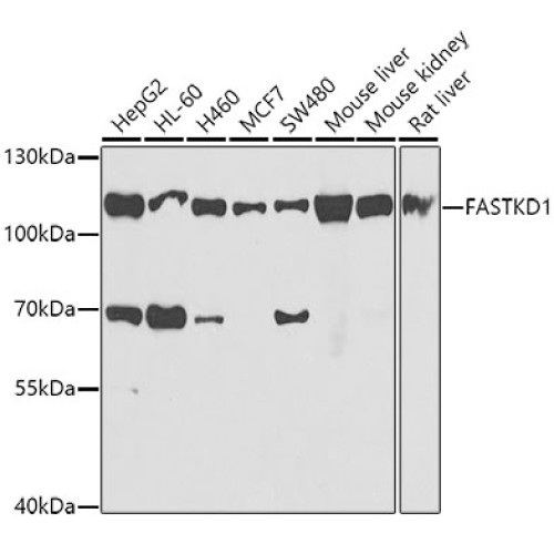 FASTKD1 Rabbit pAb