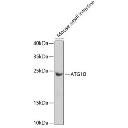 ATG10 Rabbit pAb