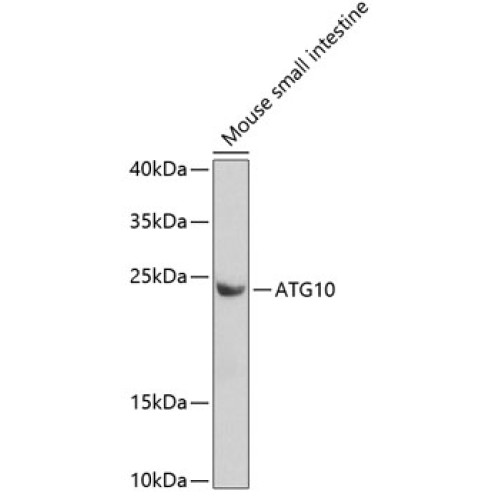 ATG10 Rabbit pAb