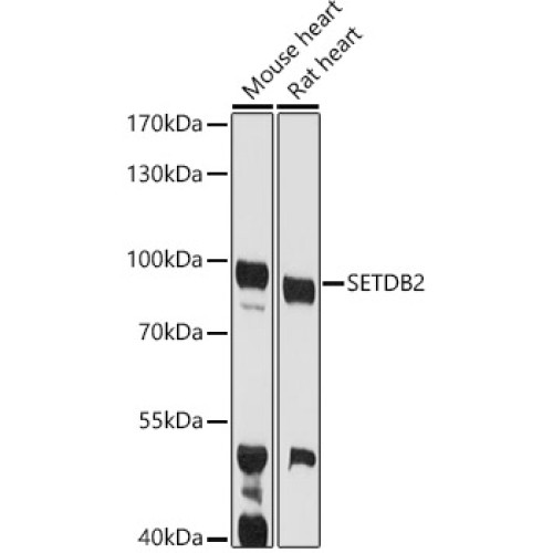 SETDB2 Rabbit pAb