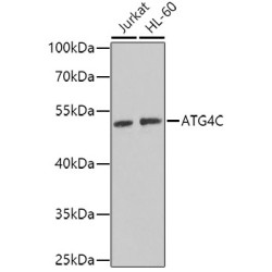 ATG4C Rabbit pAb