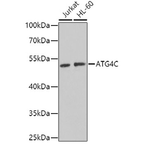 ATG4C Rabbit pAb