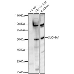 SLC46A1 Rabbit pAb