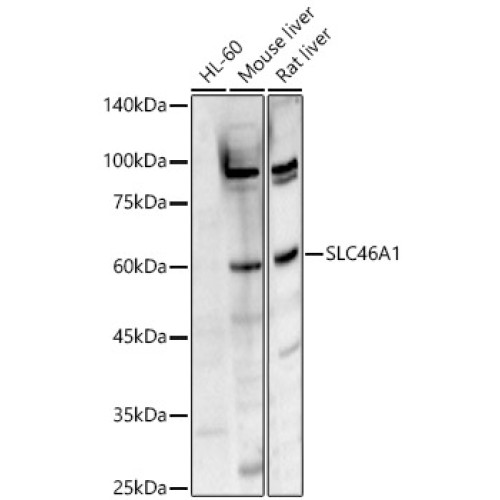SLC46A1 Rabbit pAb