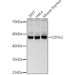 CDYL2 Rabbit pAb