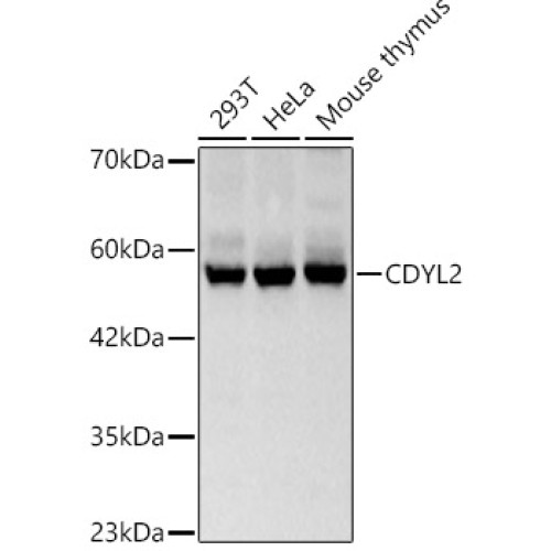 CDYL2 Rabbit pAb