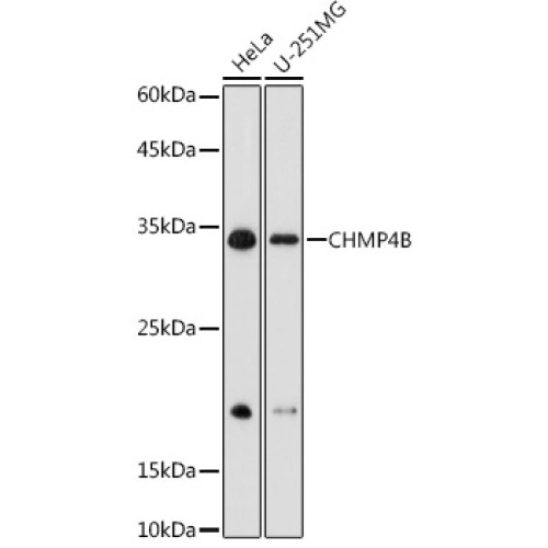 CHMP4B Rabbit pAb