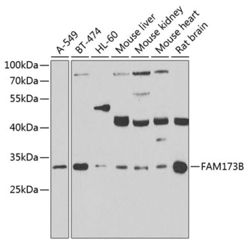 FAM173B Rabbit pAb