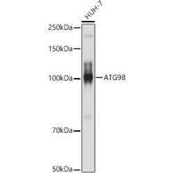 ATG9B Rabbit pAb