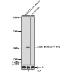 Acetyl-Histone H4-K91 Rabbit pAb