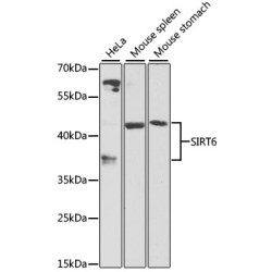 SIRT6 Rabbit pAb