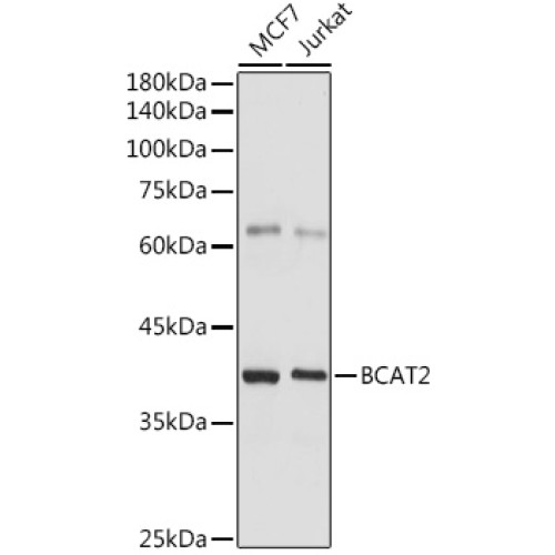 BCAT2 Rabbit pAb