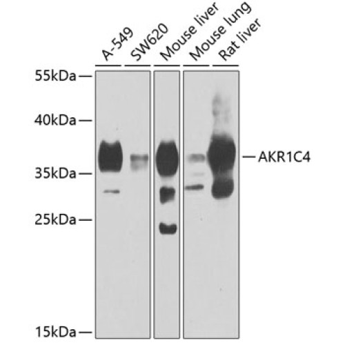 AKR1C4 Rabbit pAb