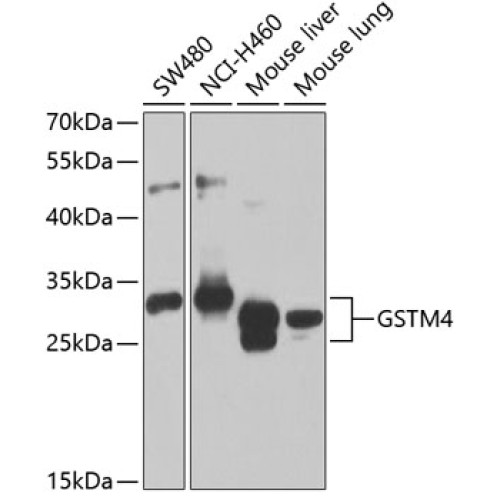 GSTM4 Rabbit pAb