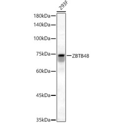 ZBTB48 Rabbit pAb