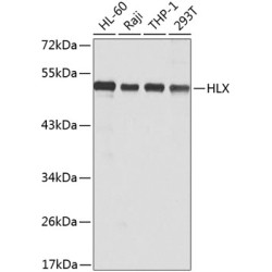 HLX Rabbit pAb