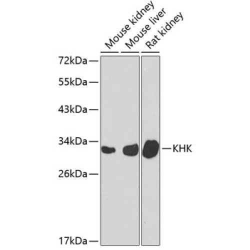 KHK Rabbit pAb