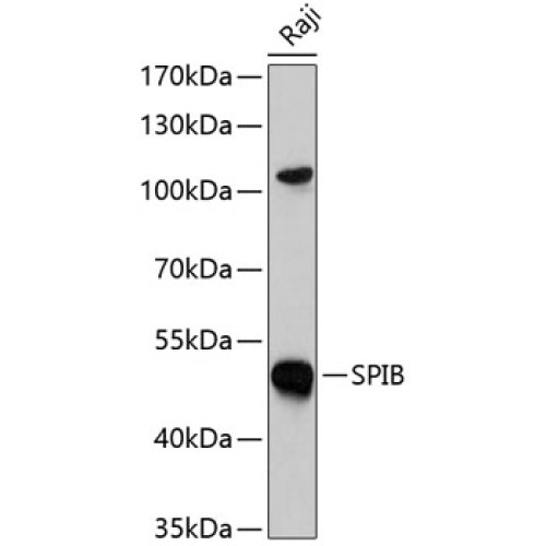 SPIB Rabbit pAb