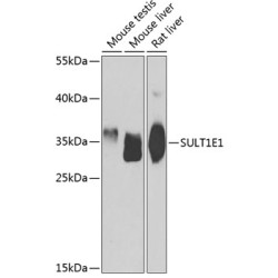 SULT1E1 Rabbit pAb