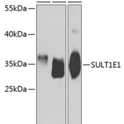 SULT1E1 Rabbit pAb