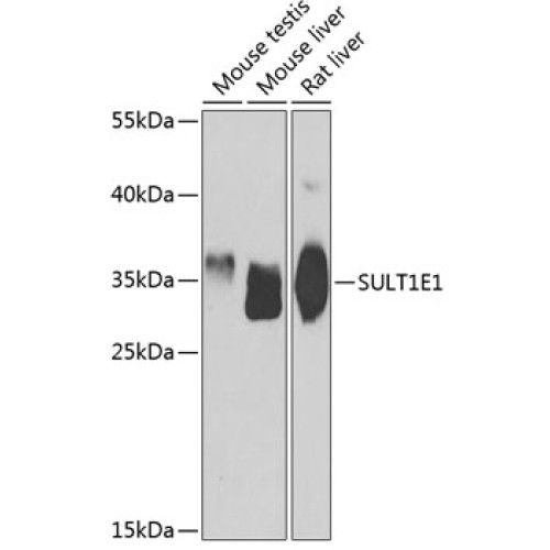 SULT1E1 Rabbit pAb