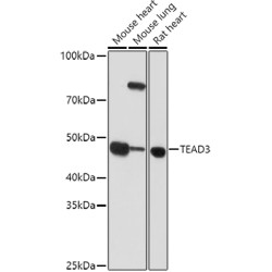 TEAD3 Rabbit pAb