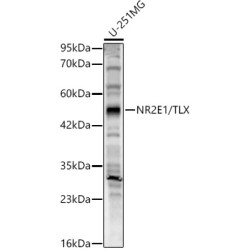 NR2E1/TLX Rabbit pAb