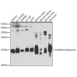 VAMP3/Cellubrevin Rabbit pAb
