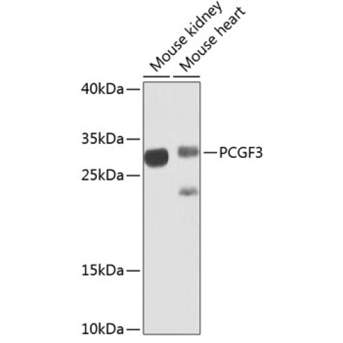 PCGF3 Rabbit pAb
