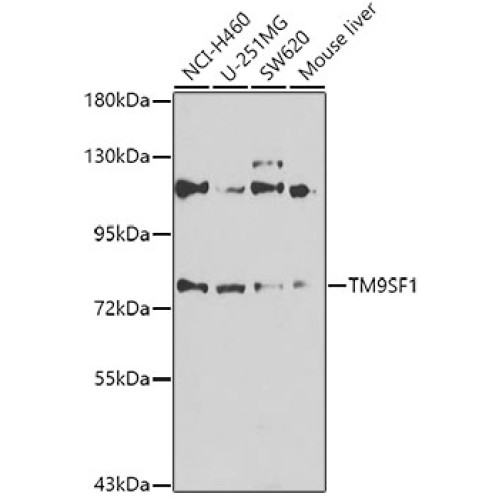 TM9SF1 Rabbit pAb