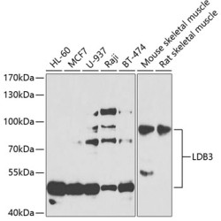 LDB3 Rabbit pAb