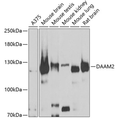 DAAM2 Rabbit pAb