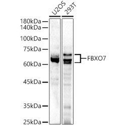 FBXO7 Rabbit pAb