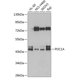 POC1A Rabbit pAb